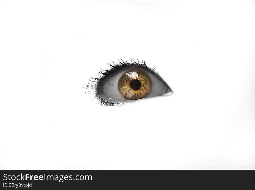 Katrien  S Eye Isolated On White