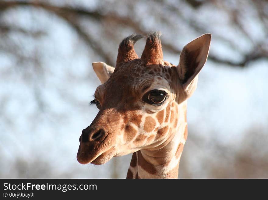 Young Giraffe