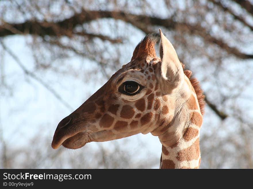 Young giraffe