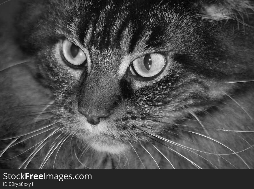 Portrait Of A Main Coon Cat