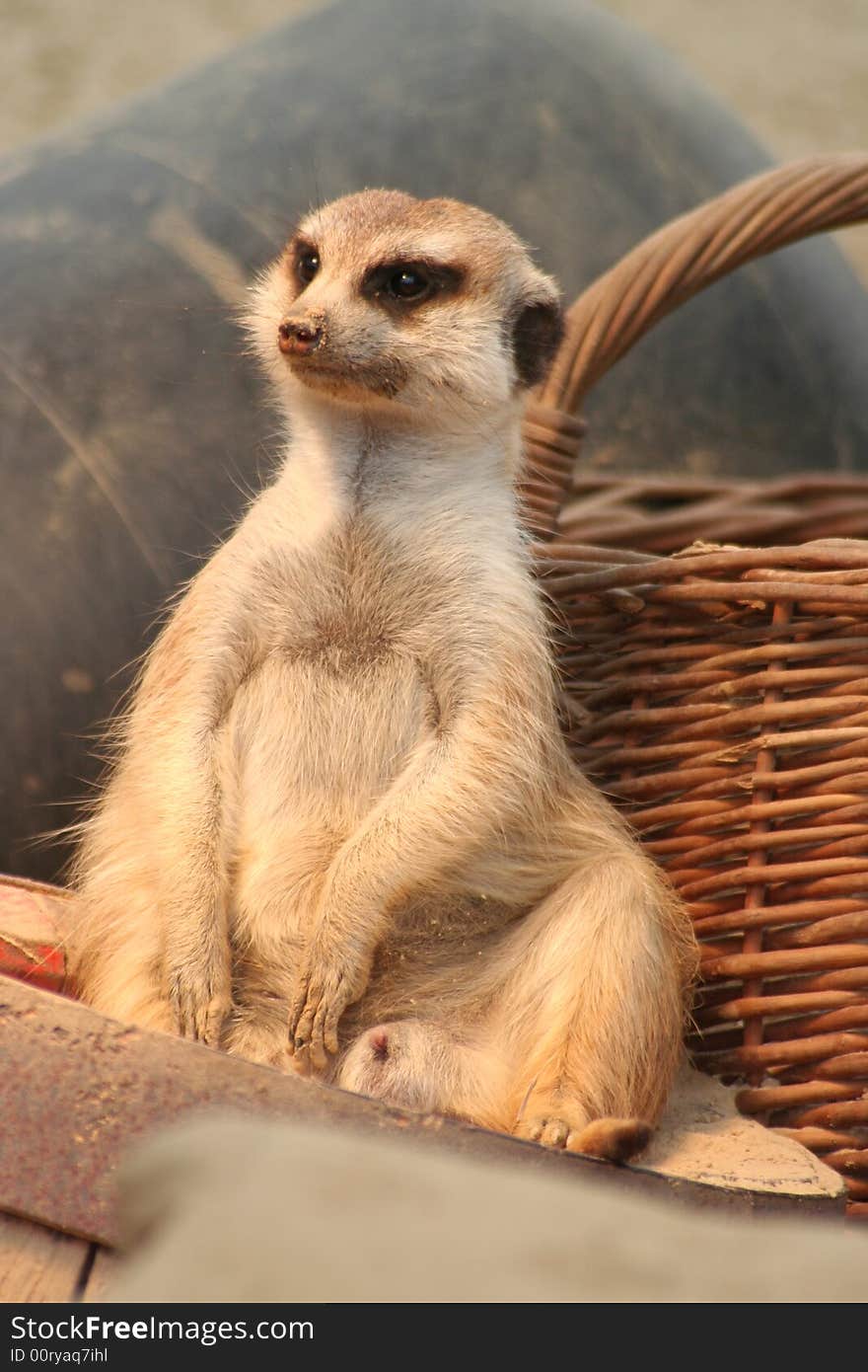 Relaxing meerkat