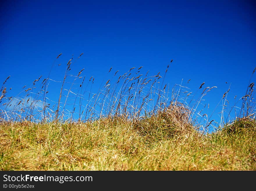 Beach Grass