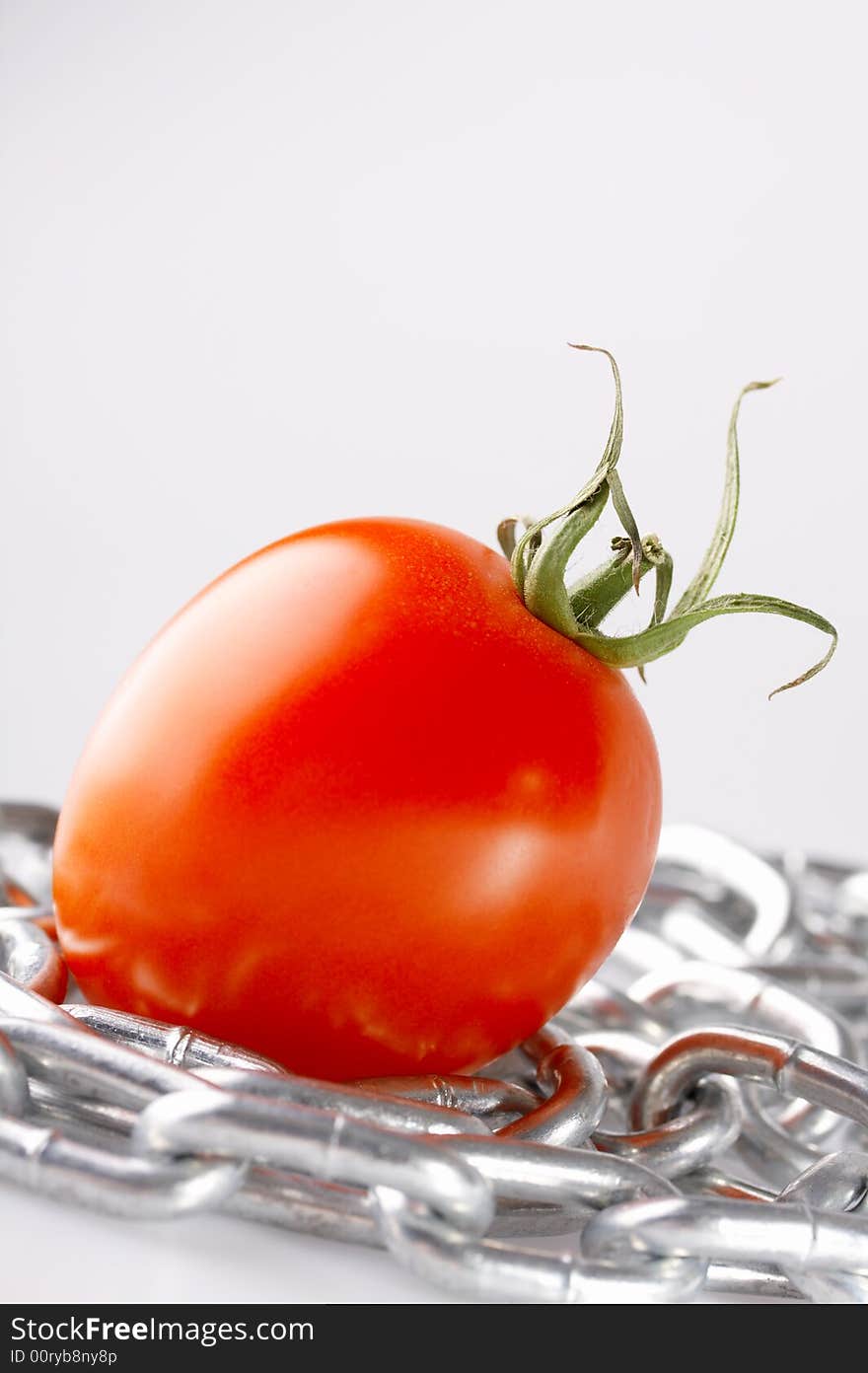 Red tomato with a chain on a white background. Red tomato with a chain on a white background