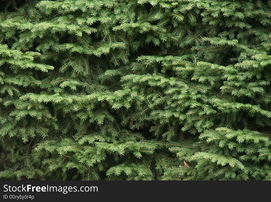 Spruce background