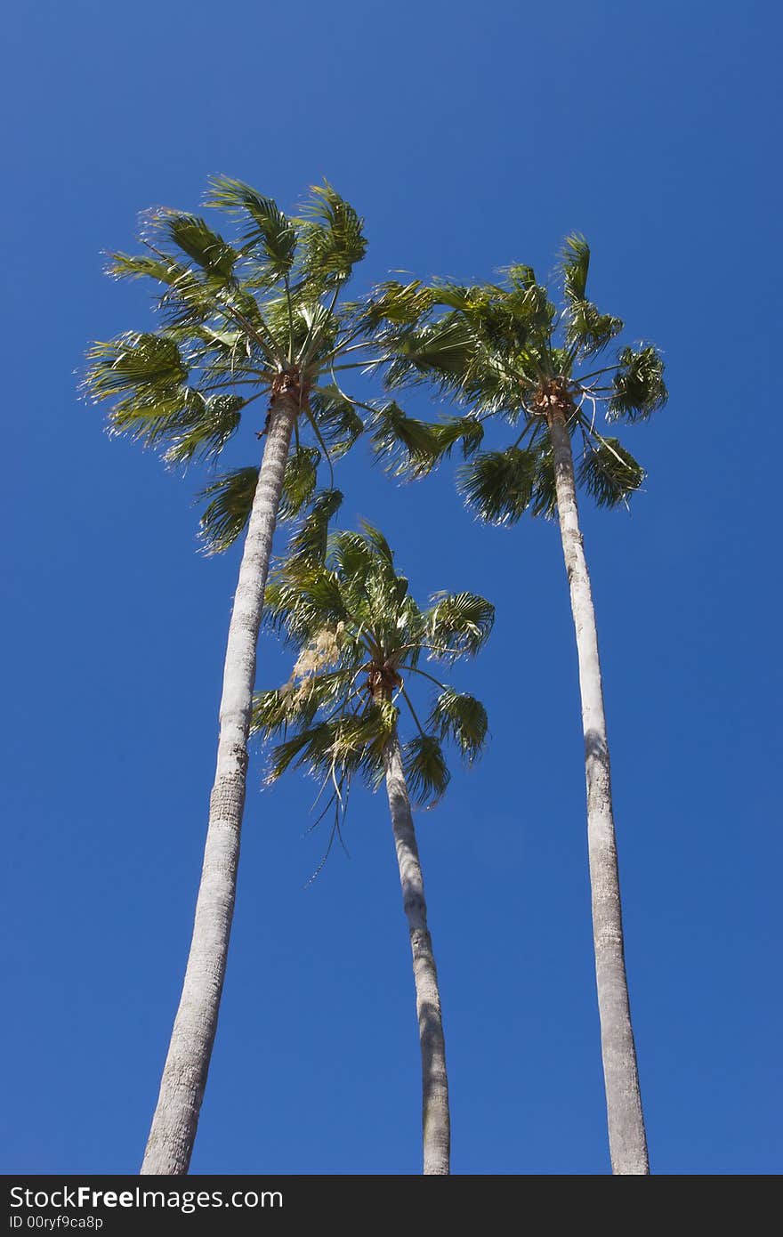 Isolated palm trees against a sharp blue sky.