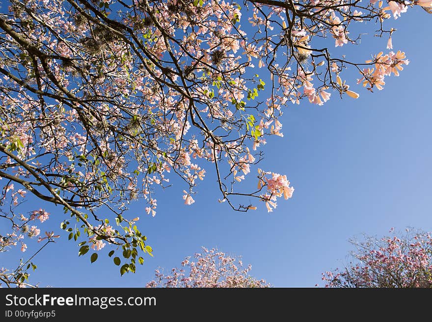 Pink blossoms on a tree in Spring. Pink blossoms on a tree in Spring.