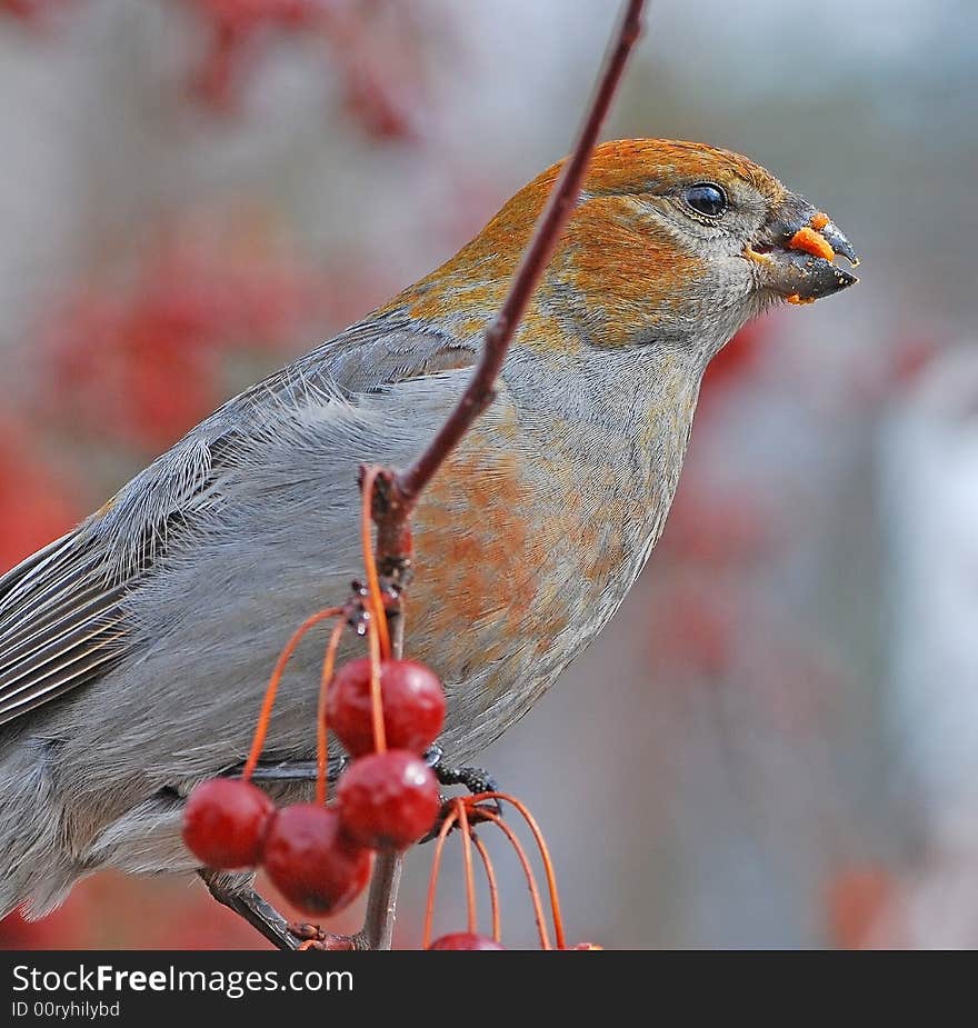 Pine Grosbeaks