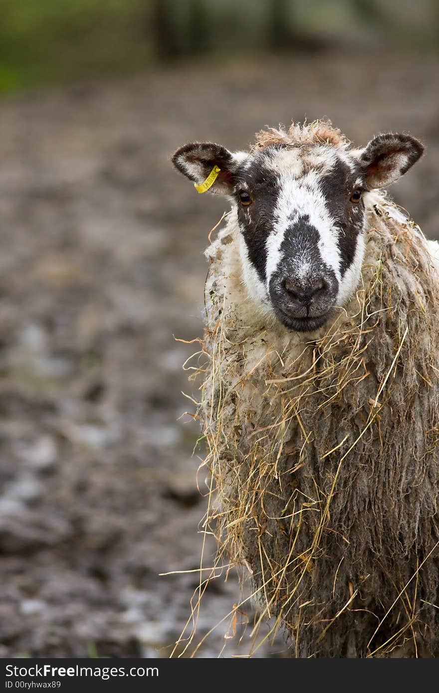 Forlorn looking sheep