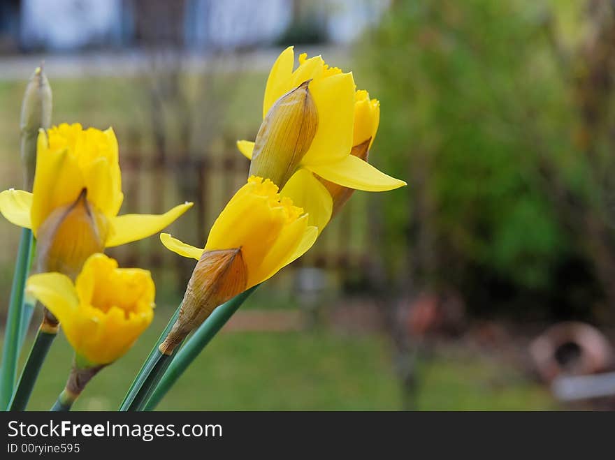 My nice yellow flowers in the garden. My nice yellow flowers in the garden