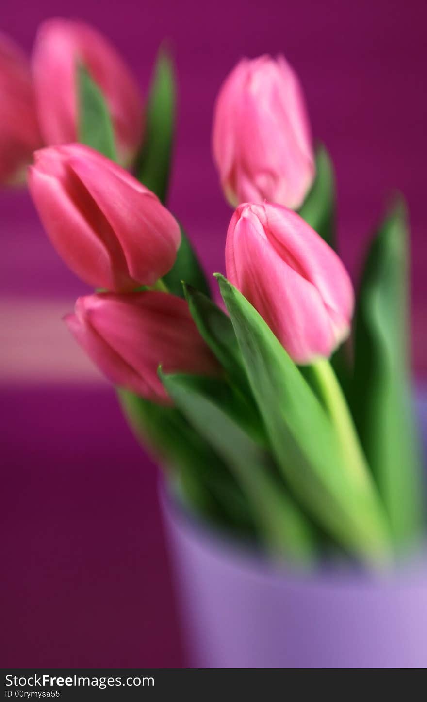 Pink tulips with a purple background and special focus