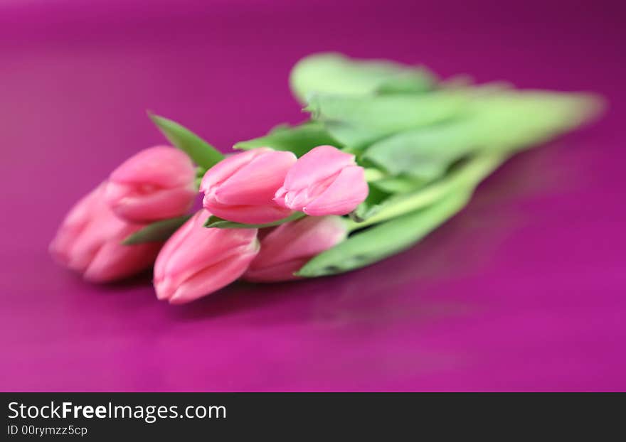 Spring tulips with special focus technique. Spring tulips with special focus technique