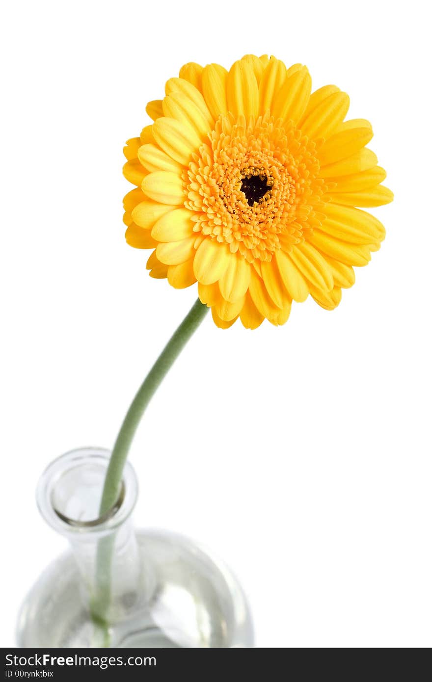 Yellow daisy in vase