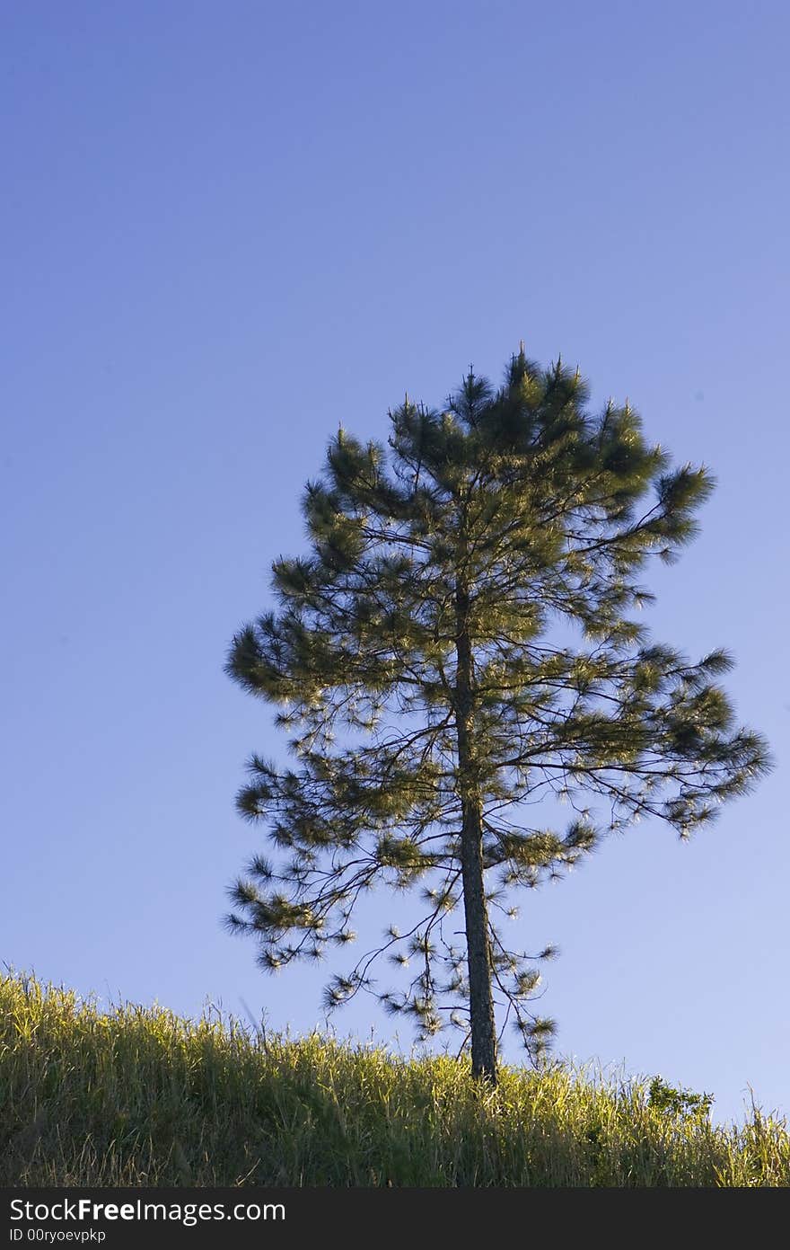 Pine tree