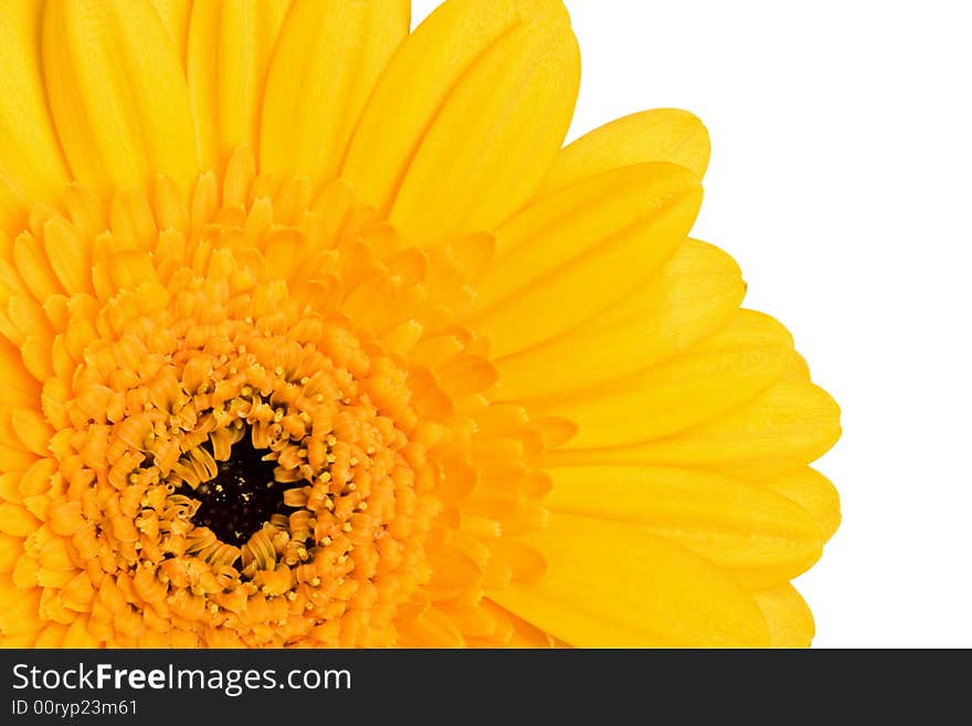 Yellow daisy isolated on white