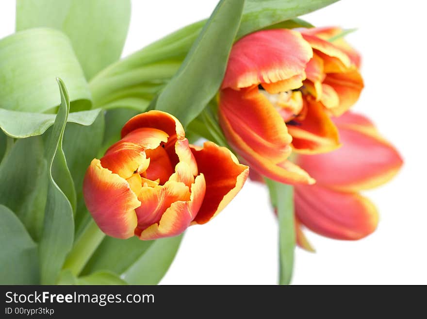 Red tulips isolated on white