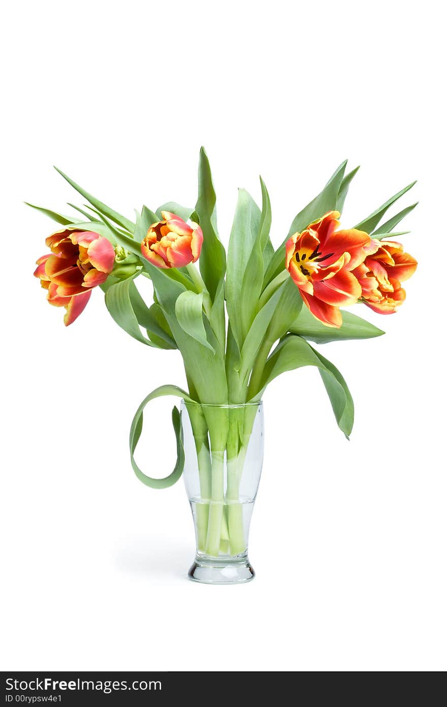 Red tulips in vase isolated