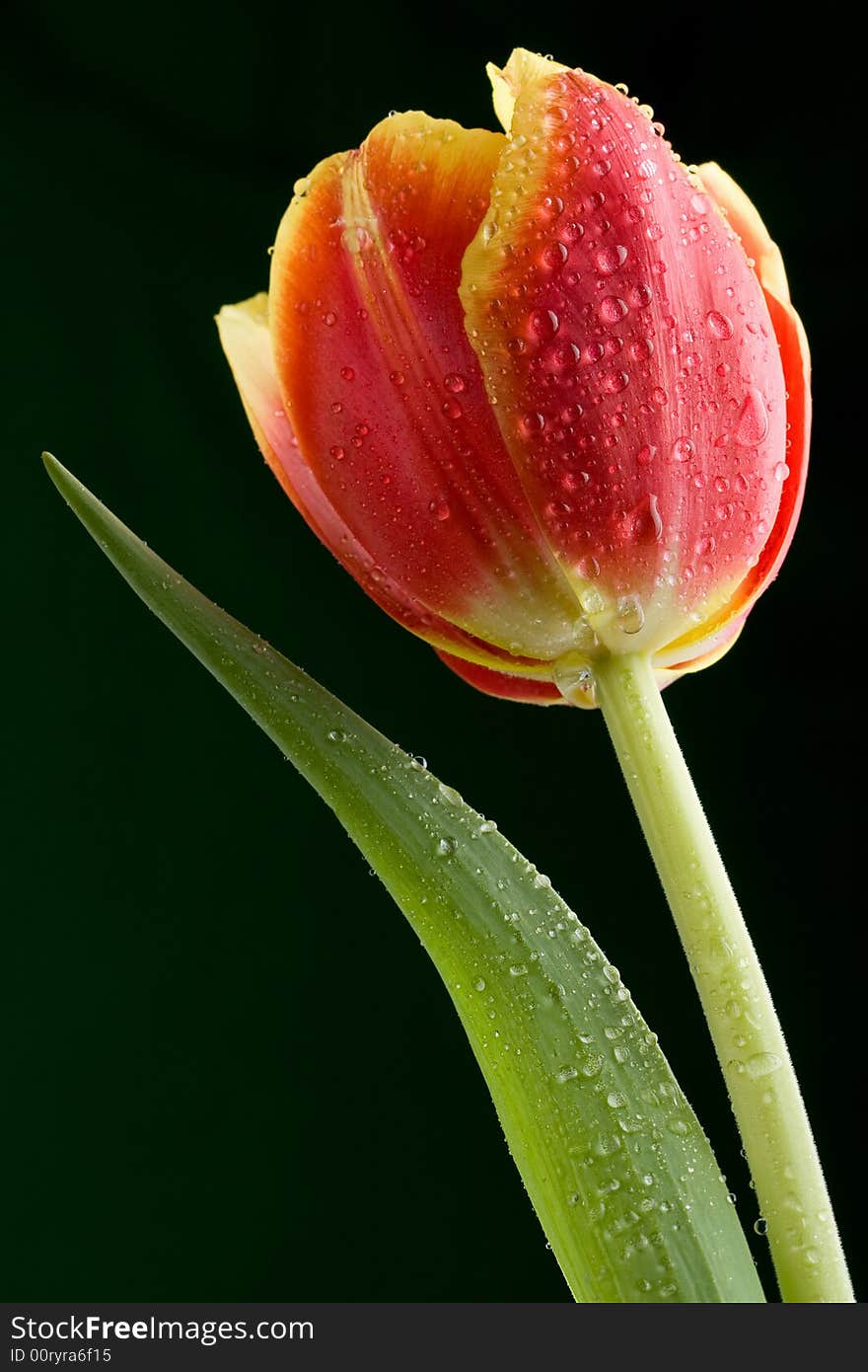 Tulip with water drops