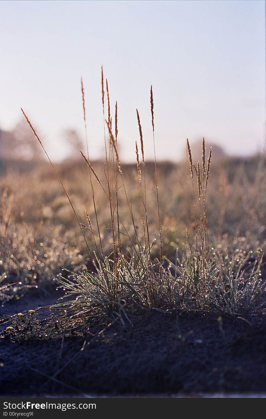 Morning Dew On A Grass