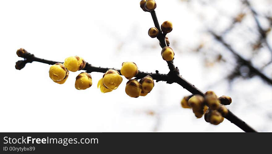 Yellow calyx canthus under sky