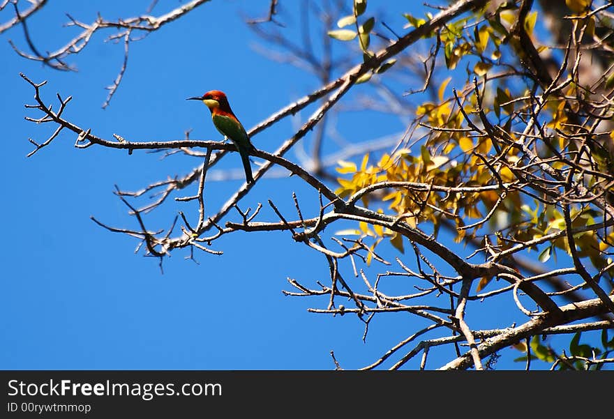 Bird Is Sitting On The Branch