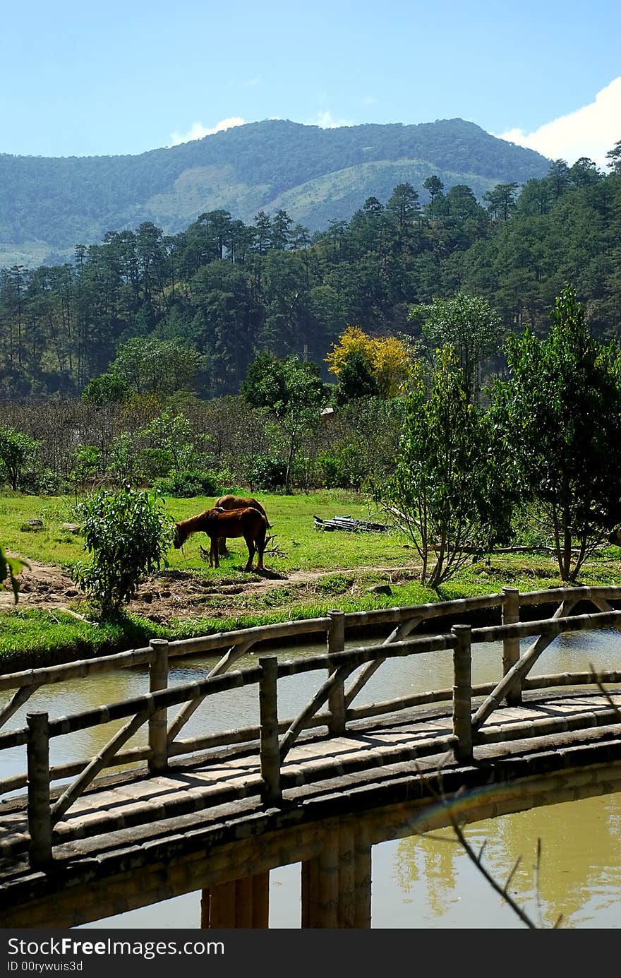 Horses On The Meadow