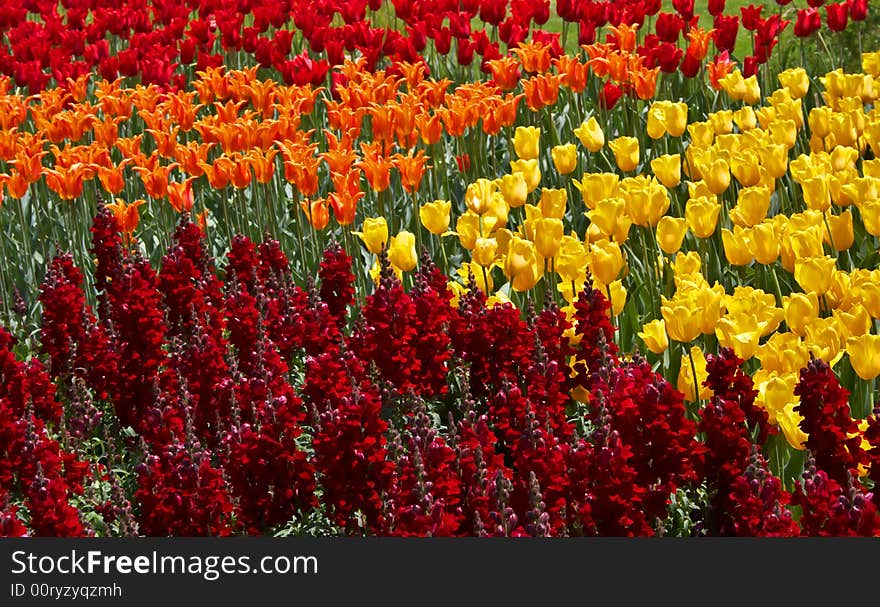 Colorful Tulips