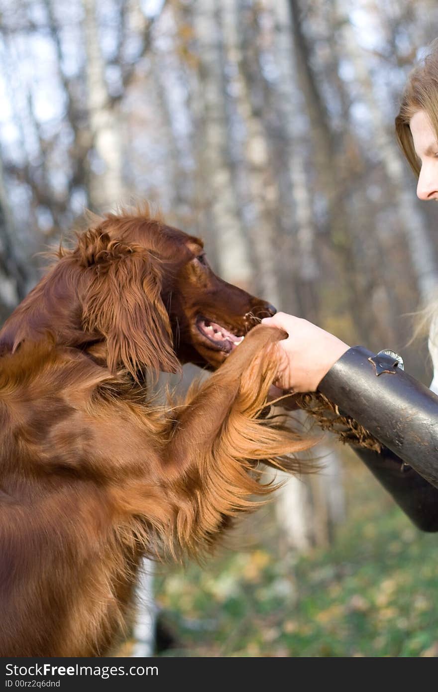 Portrait of the girl and irish setter in autumn forest. It's play or dance or training. Portrait of the girl and irish setter in autumn forest. It's play or dance or training.