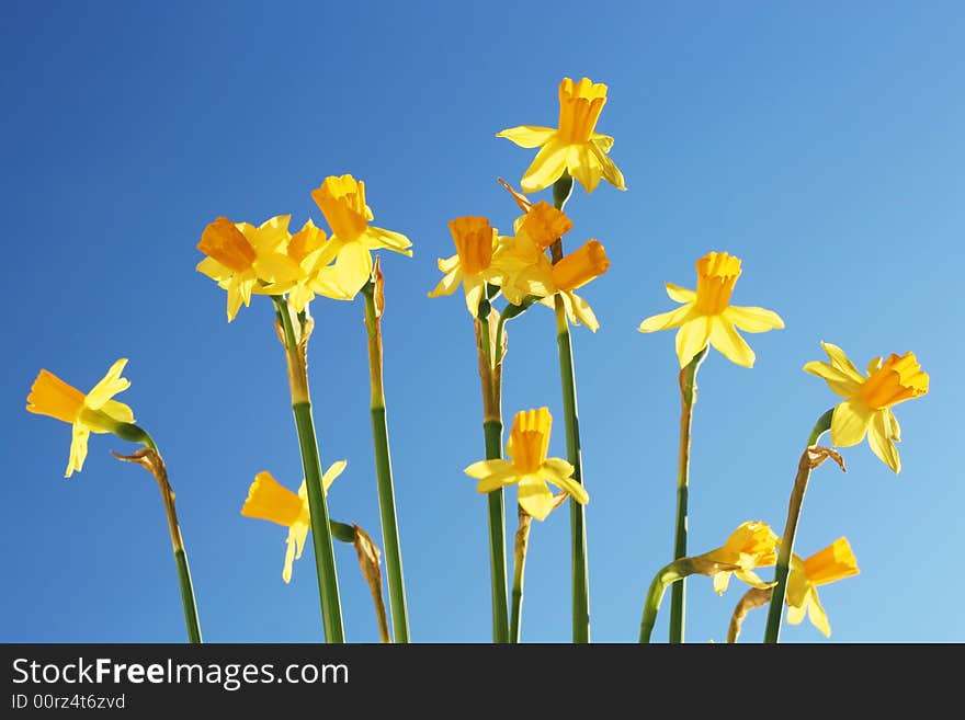 Daffodils against the blue sky