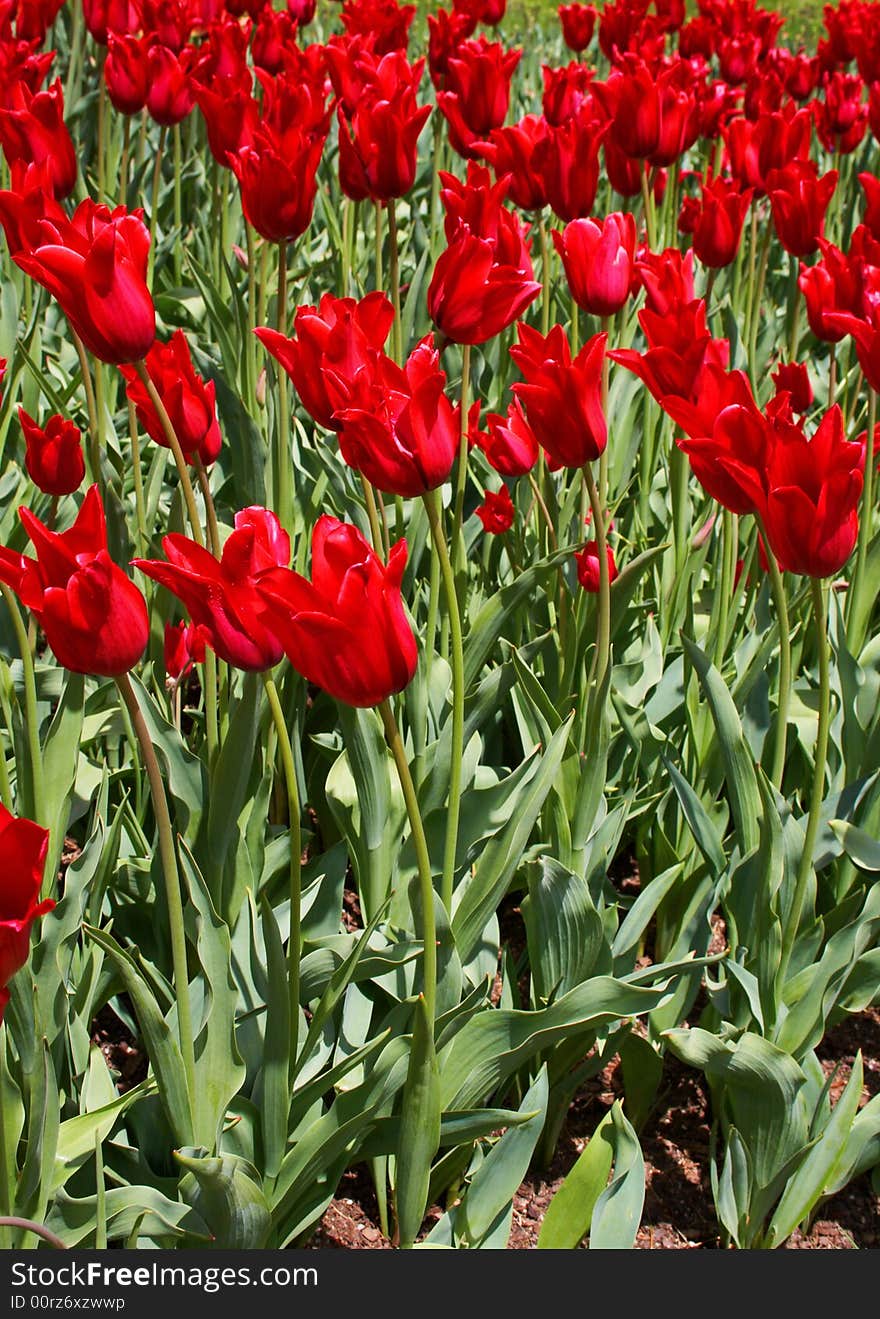 Red tulips