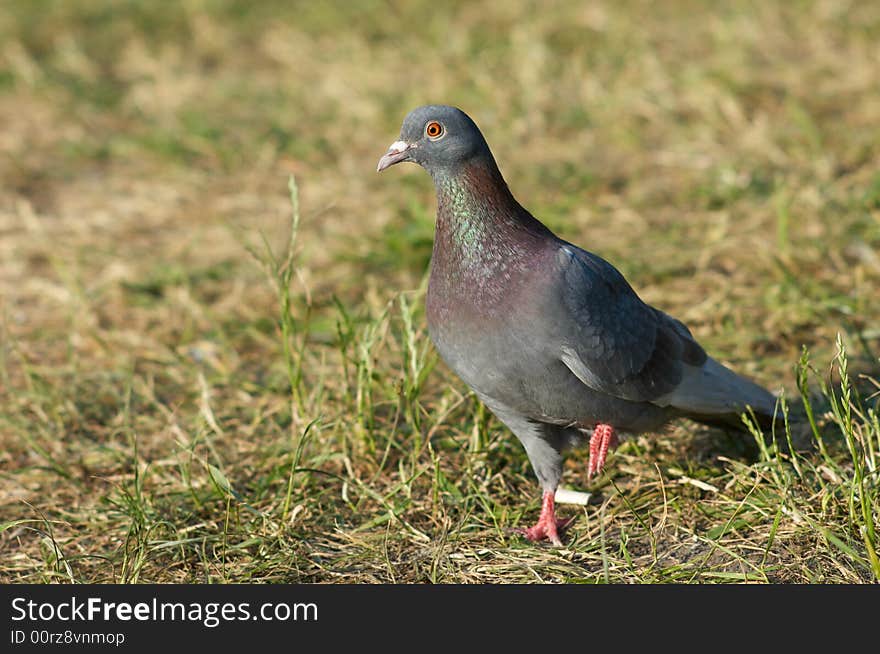 Single wild turtle-dove on the grass, selective focus