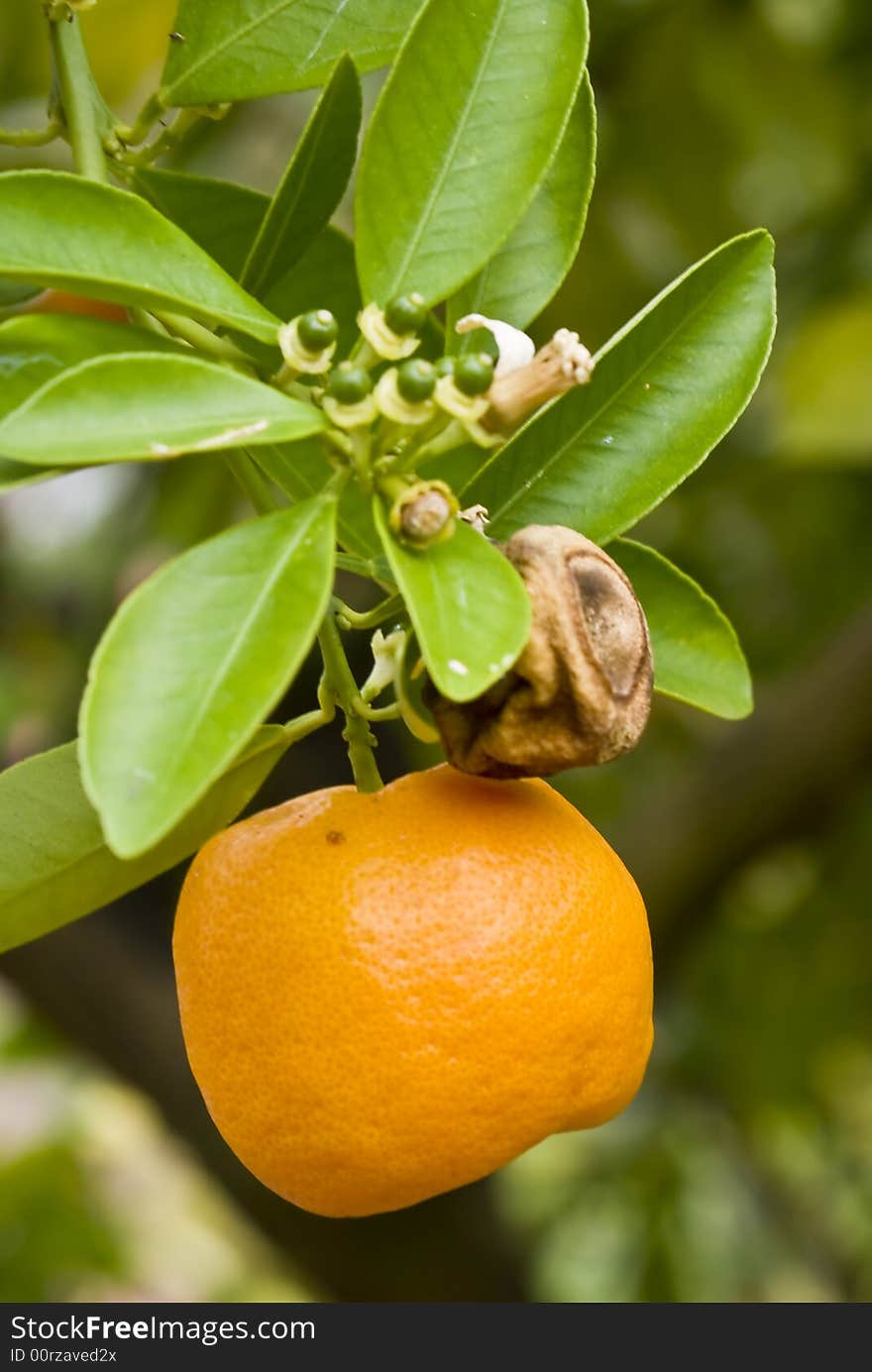 Citrus Plant