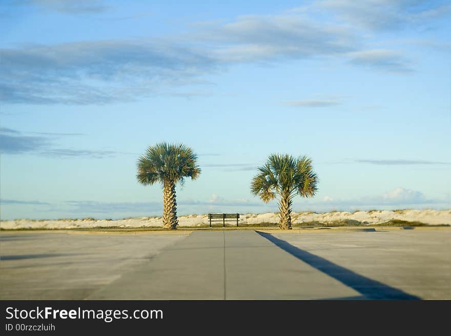 Two Palm trees and bench