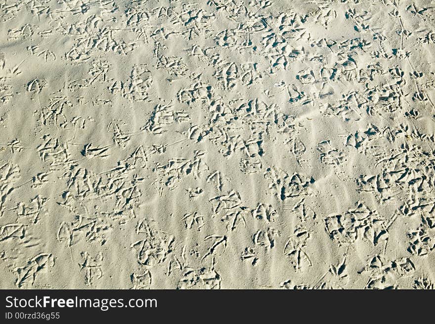 Lots of tiny bird foot prints in the sand