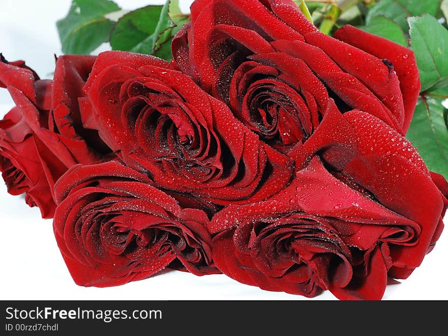 Beautiful red roses isolated on white