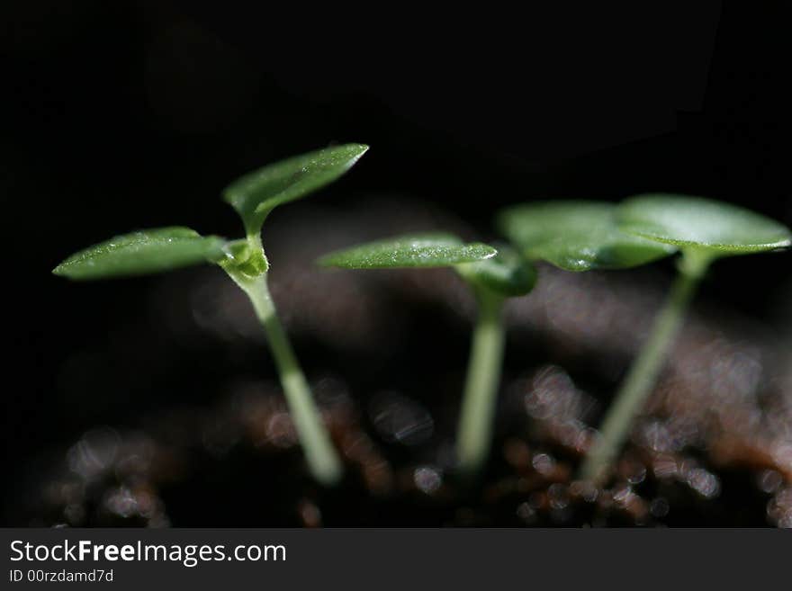 Green sprouts growing from soil. Green sprouts growing from soil.