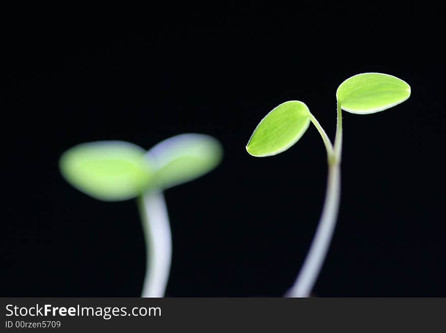 Green sprouts growing from soil. Green sprouts growing from soil.