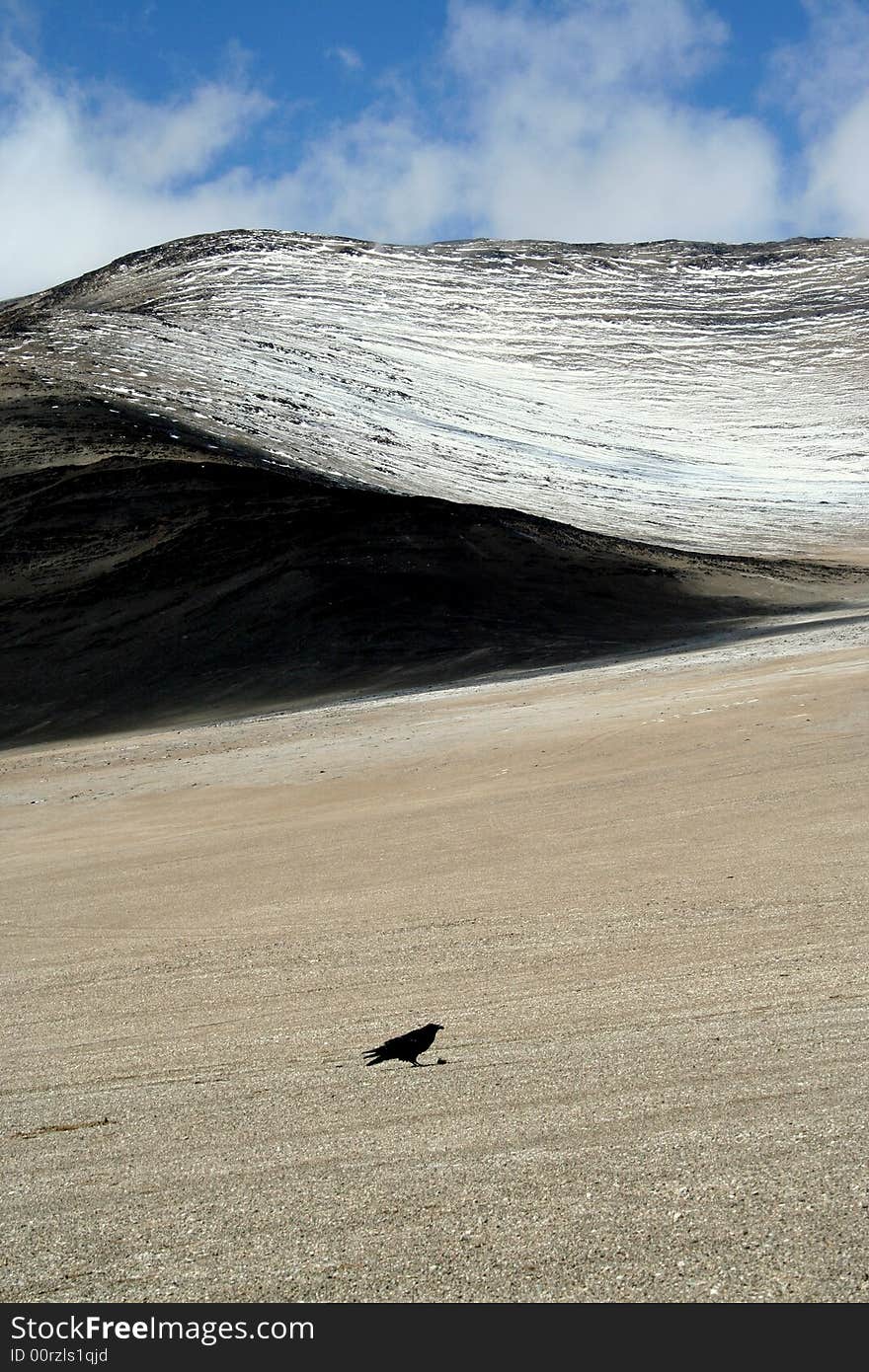 Lonely crow in lonely planet