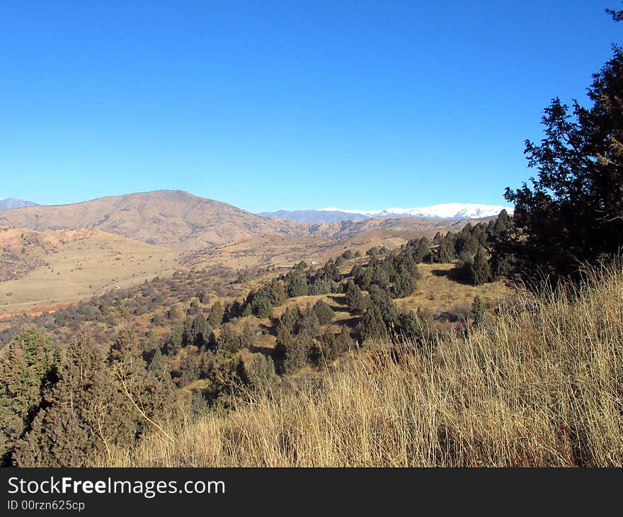 Juniper Forest