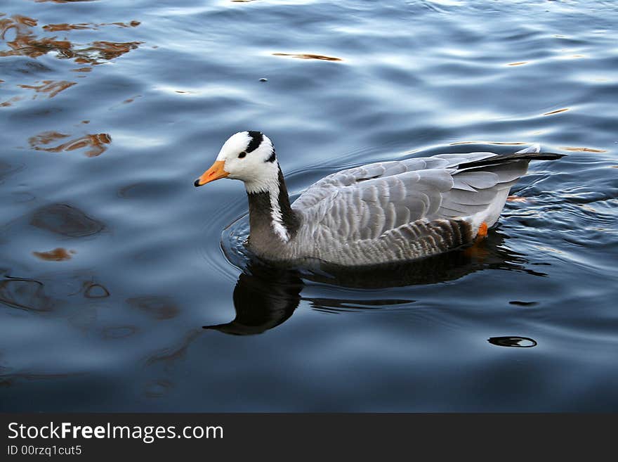 Mandarin duck swim in lake