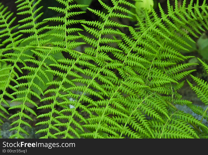 Vivid green fern in sun light