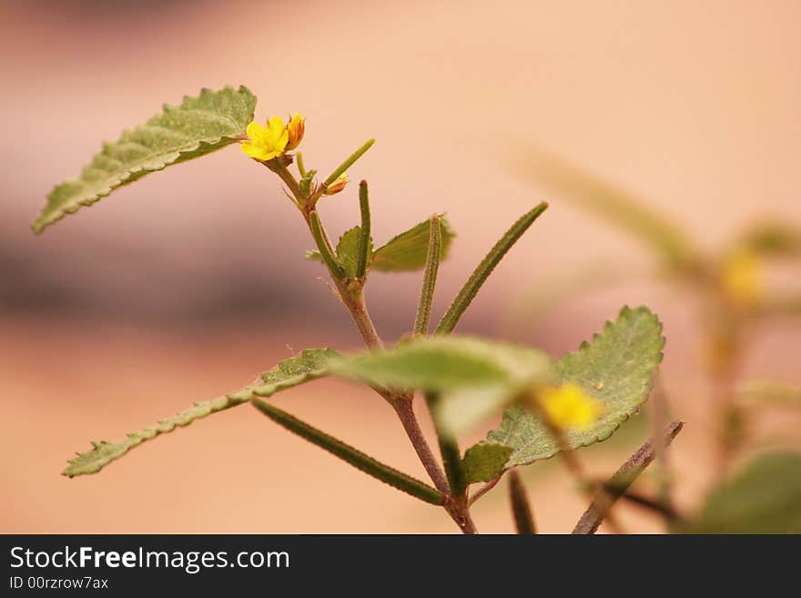 Weed Flower