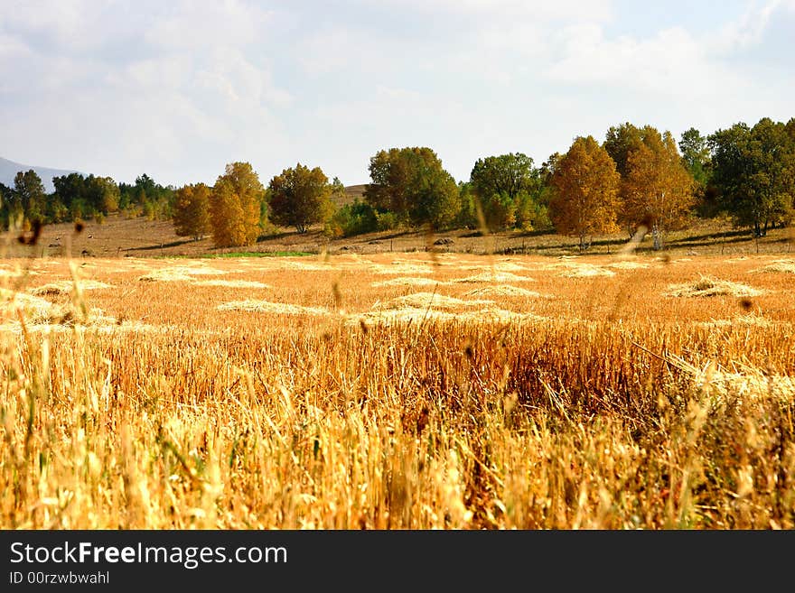 There are many silver birchs in north of China,they are beautiful in autumn. There are many silver birchs in north of China,they are beautiful in autumn.