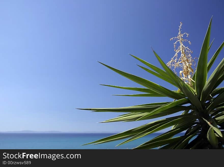 Palm trees and blue sky. Palm trees and blue sky.