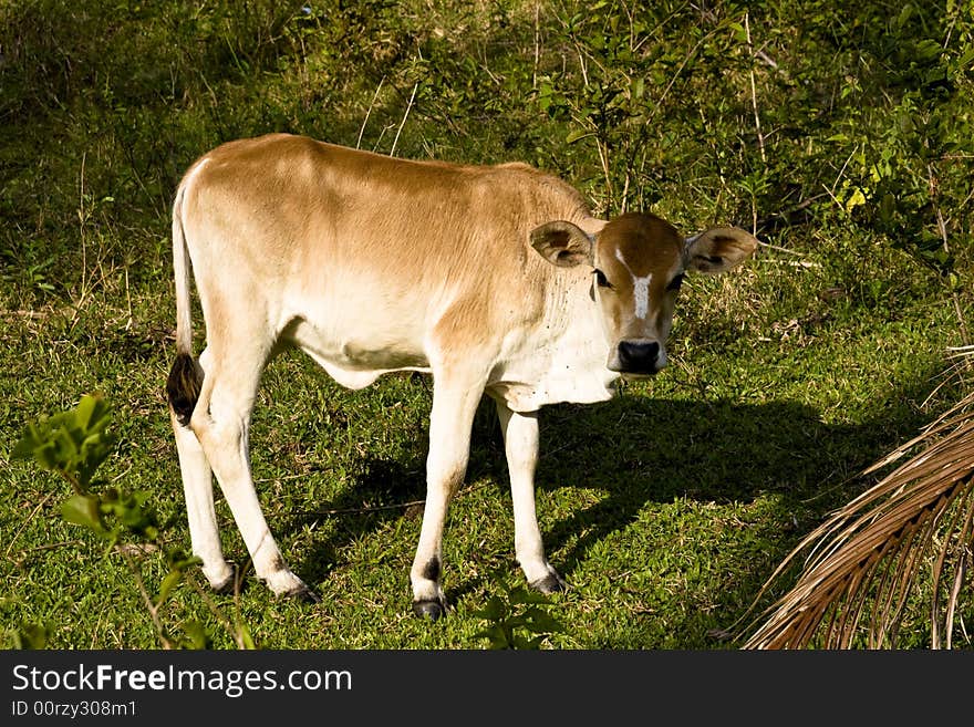 Baby calf