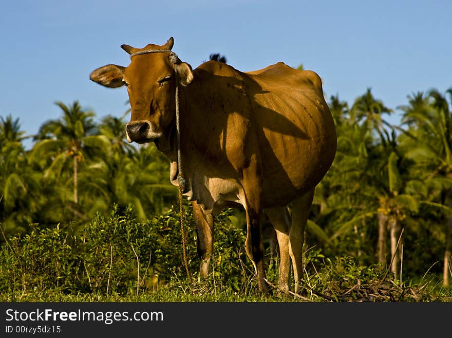 Mother Cow basking in the sun light