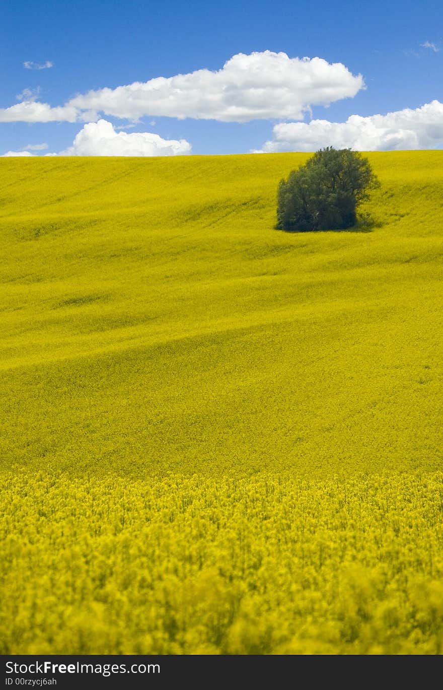 Yellow field