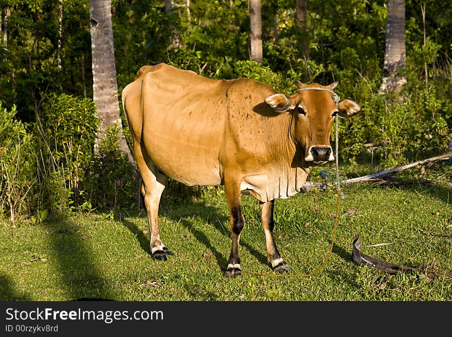 Mother Cow basking in the sun light