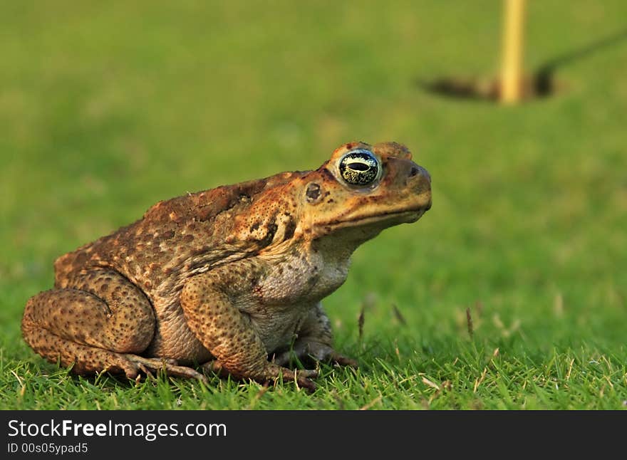 Toad in a hole