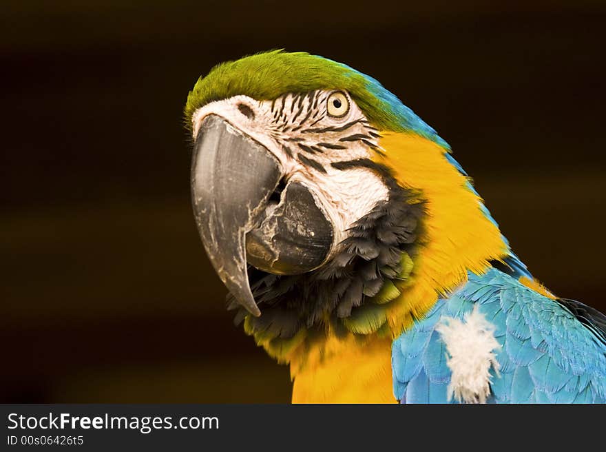 Blue and Gold Macaw with a long black beak