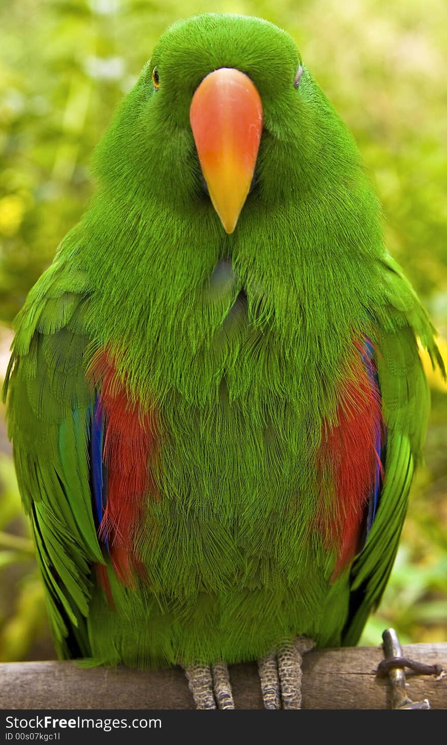 Eclectus Parrot - Male